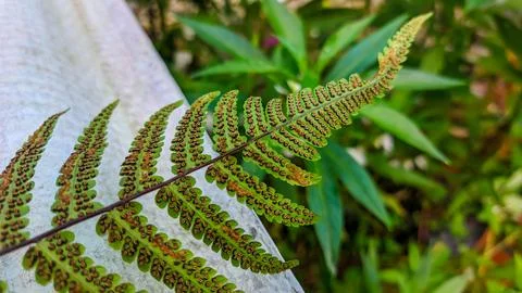 Fern spores forming on the underside of a leaf for propagation Stock Photos