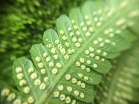 Fern Spores Stock Photos