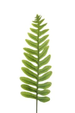 Fern sprig Stock Photos