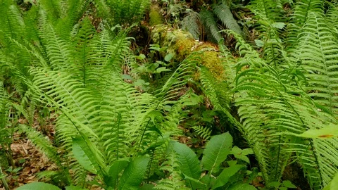 Fern in spring forest 스톡 동영상 88547084