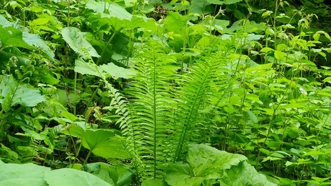 Fern in Spring Forest Vidéo 88975108