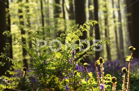Fern in spring forest sunlight Stock Photos