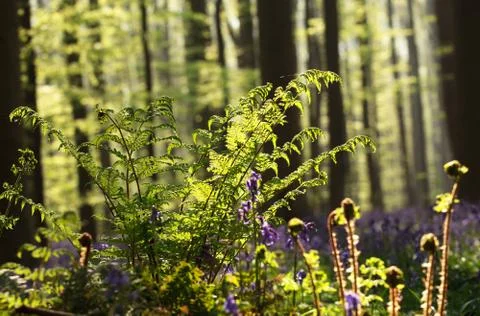 Fern in spring forest sunlight Stock Photos