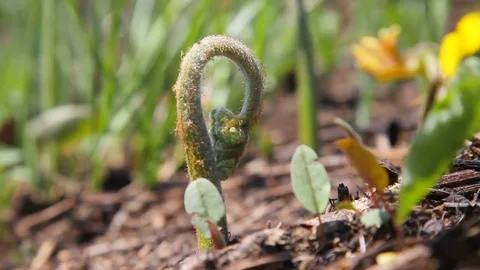 Fern sprout in the forest in spring Stock Footage 76289969