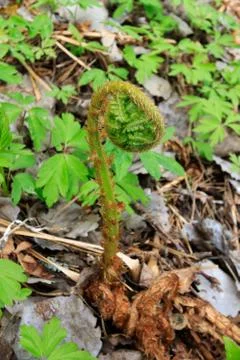 Fern sprout Stock Photos