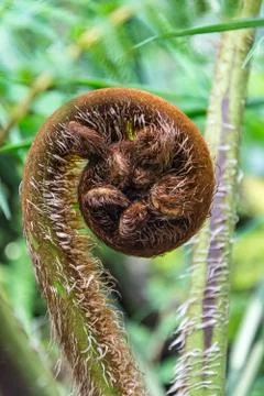Fern sprout Stock Photos