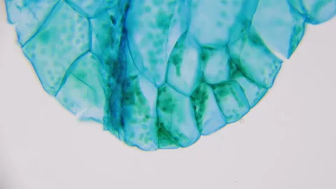 Fern sprout under microscope. 400x times magnification. Contemporary of Cretaceo Stock Footage 266256745