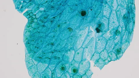 Fern sprout under microscope. 400x times magnification. Contemporary Stock Footage 266256747