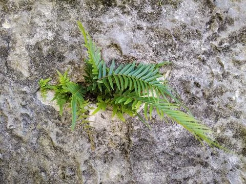 Fern sprouting from stone surface Stock Photos