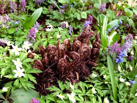 Fern sprouts on the grass Stock Photos