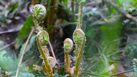 Fern sprouts in spring Stock Footage 89744764