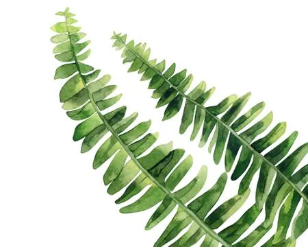 Fern stems. Nice design for creating, greeting, card, invitation. Cute plant Stock Illustration