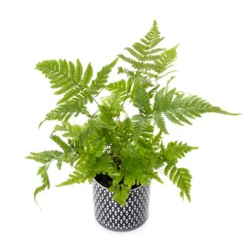 Fern in studio Stock Photos