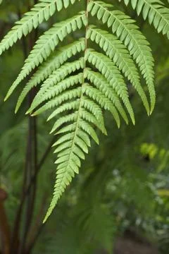 Fern study with one stem Stock Photos