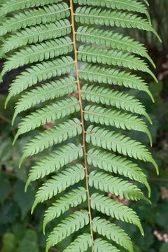 Fern study with one stem Stock Photos