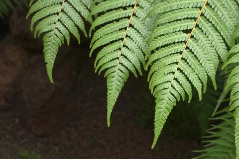Fern study with stems over dark background Stock Photos