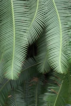 Fern study with stems Stock Photos