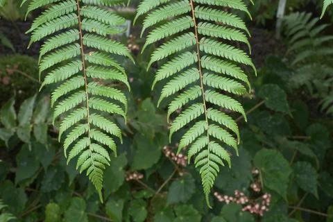 Fern study wutg twi stems Foto stock
