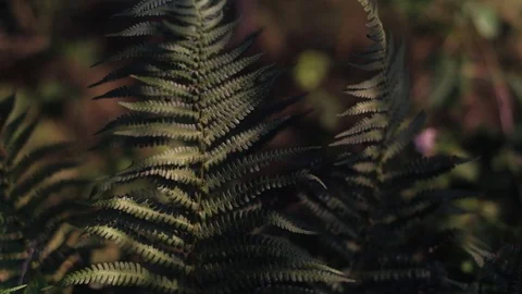Fern in summer forest Video stock 92876771