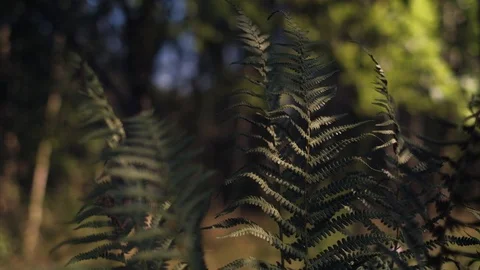 Fern in summer forest Video stock 92876810