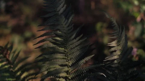 Fern in summer forest Stock-Footage 92876840