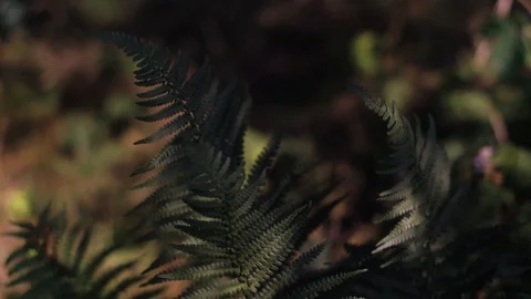 Fern in summer forest Stock Footage 92876881
