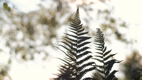 Fern in summer forest Stock Footage 92876895