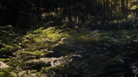 Fern in summer forest Video stock 92876924