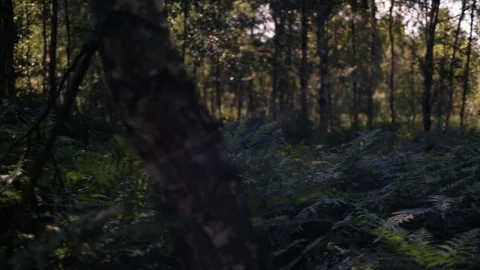 Fern in summer forest Stock Footage 92876950