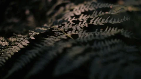 Fern in summer forest Stock Footage 92877088