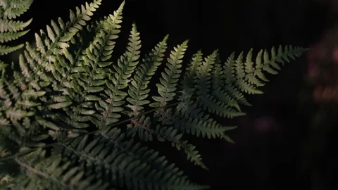 Fern in summer forest Stock Footage 92888031