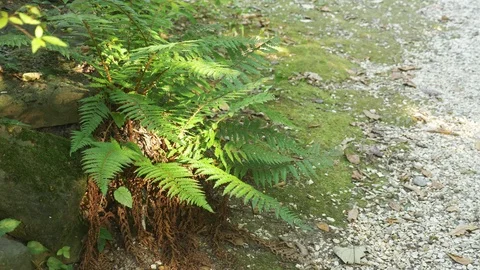 Fern in the sun. summer forest Stock Footage 116574621