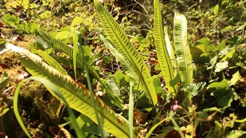 Fern in sunlight Bug flies by Stock Footage 224941513