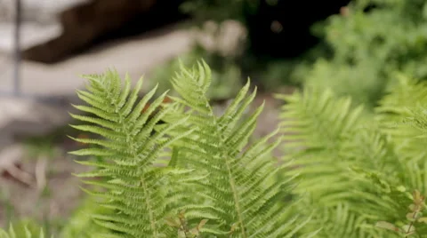 Fern in Sunny weather in the wind Stock Footage 64071836