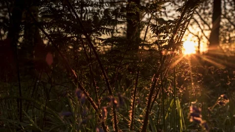 A Fern Sunset - Timelapse - 4K - 23.98 fps - England - UK Stock Footage 147489737
