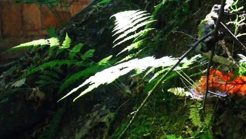 Fern with sunshine Stock Footage 6226522