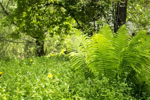 Fern surrounded by grass Stock Photos