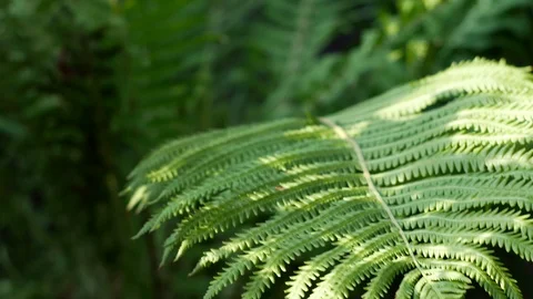Fern sways in the wind Video stock 105748187