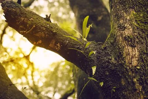 Fern on the tamarind Stock Photos