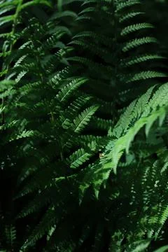 Fern texture 2 Stock Photos
