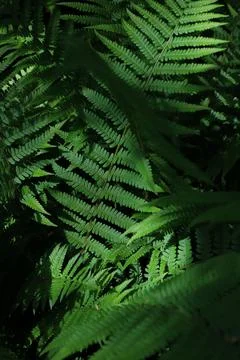 Fern texture 3 Stock Photos