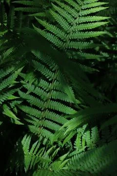 Fern texture 4 Stock Photos