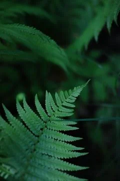 Fern texture Stock Photos