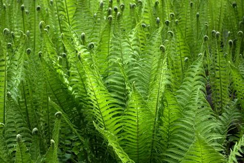 Fern thickets in spring Stock-Fotos