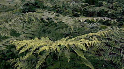Fern thickets in summer forest Stockbeeldmateriaal 39840452