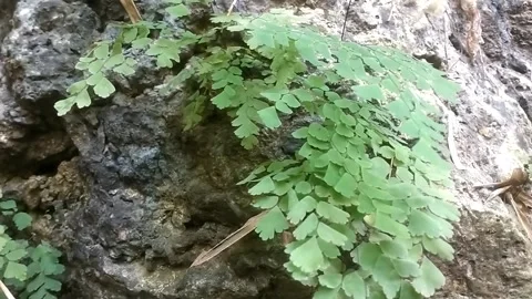 Fern Thriving on a Mossy Rock 库存影片 333152146