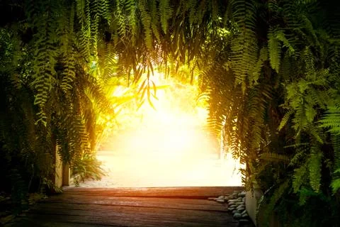 Fern tree arch Stock Photos