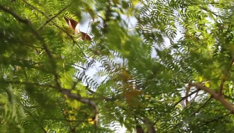 Fern Tree Stock Footage 10820982