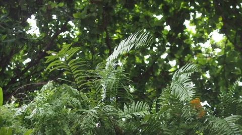 Fern Tree Stock Footage 55186208