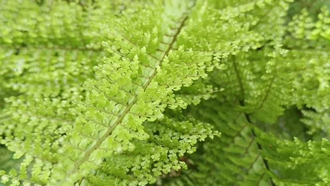 Fern tree Stock Footage 234795545